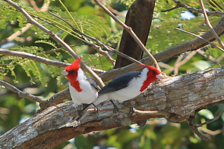 Red headed Cardinals- small but beautiful birds