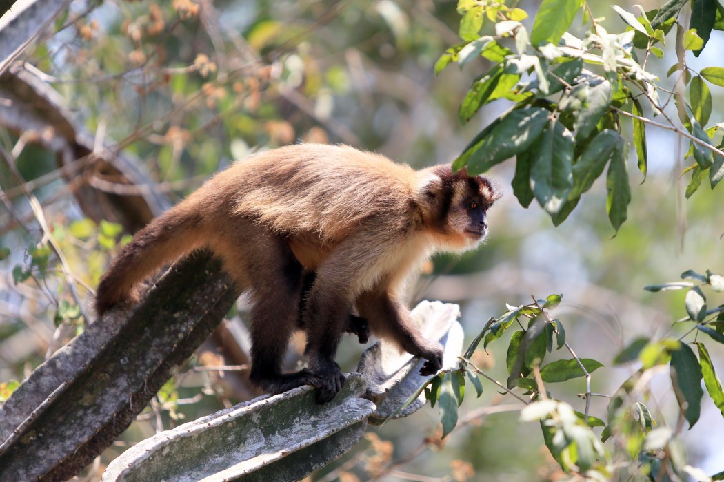 Cappucin Monkey at the hotel