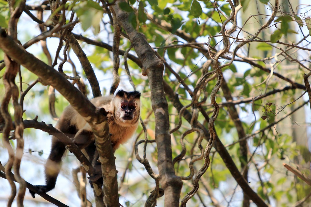 Watching me watch him