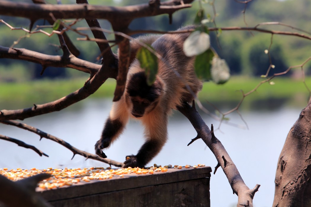 Stealing some corn when my back is turned...