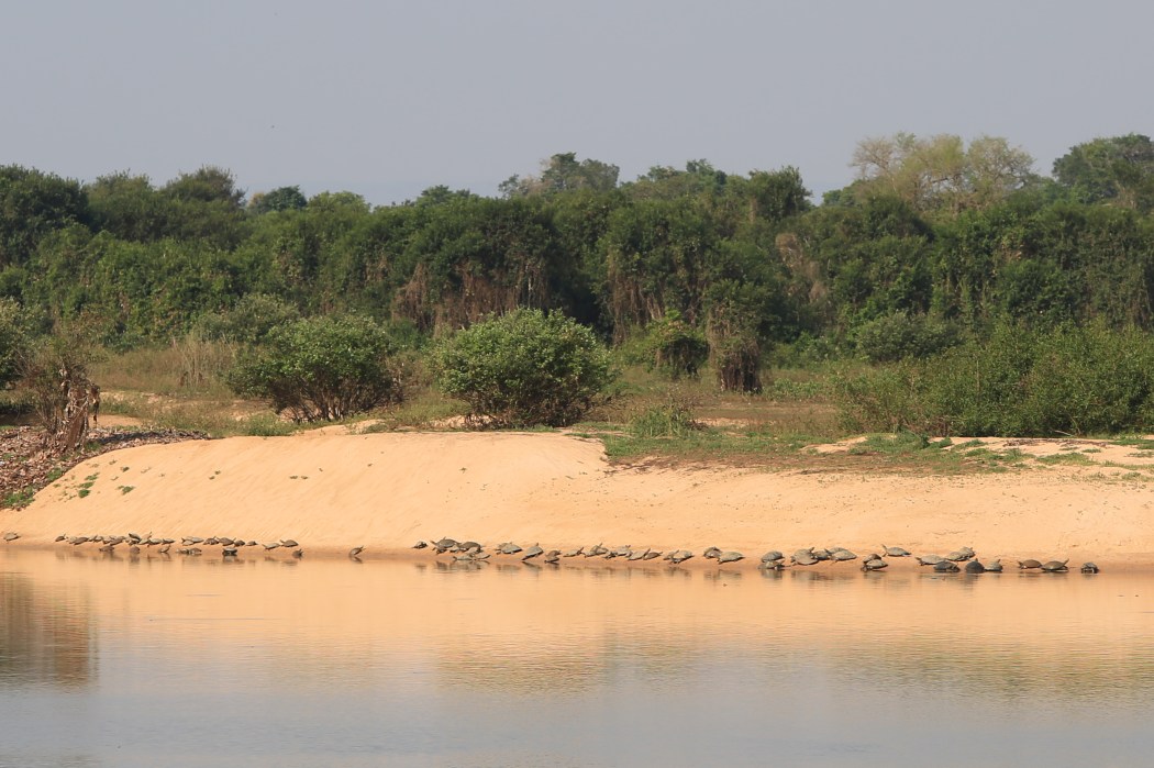 So many turtles on the banks of the river near Caceres