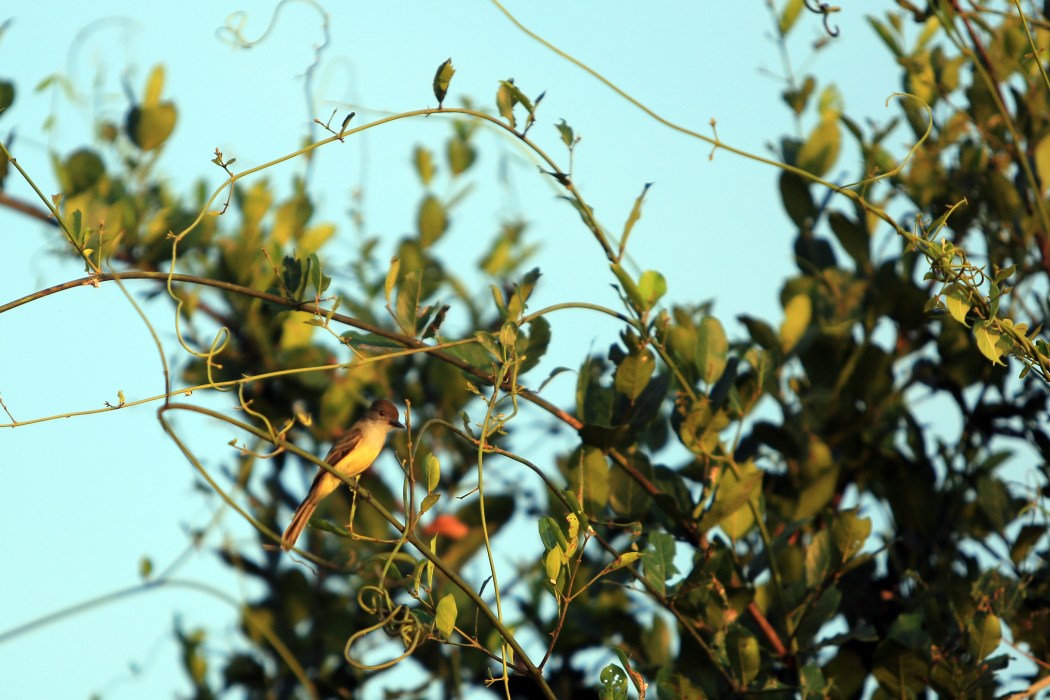 Dusky Capped Parakeet