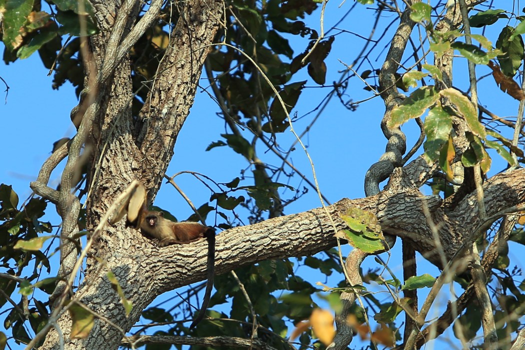 Marmoset watching us from the nook of the tree