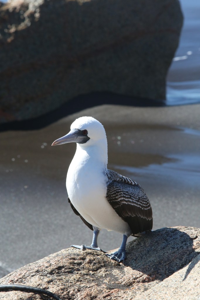 I'm pretty sure this is a blue footed booby.  Can anyone tell me what bird this is?
