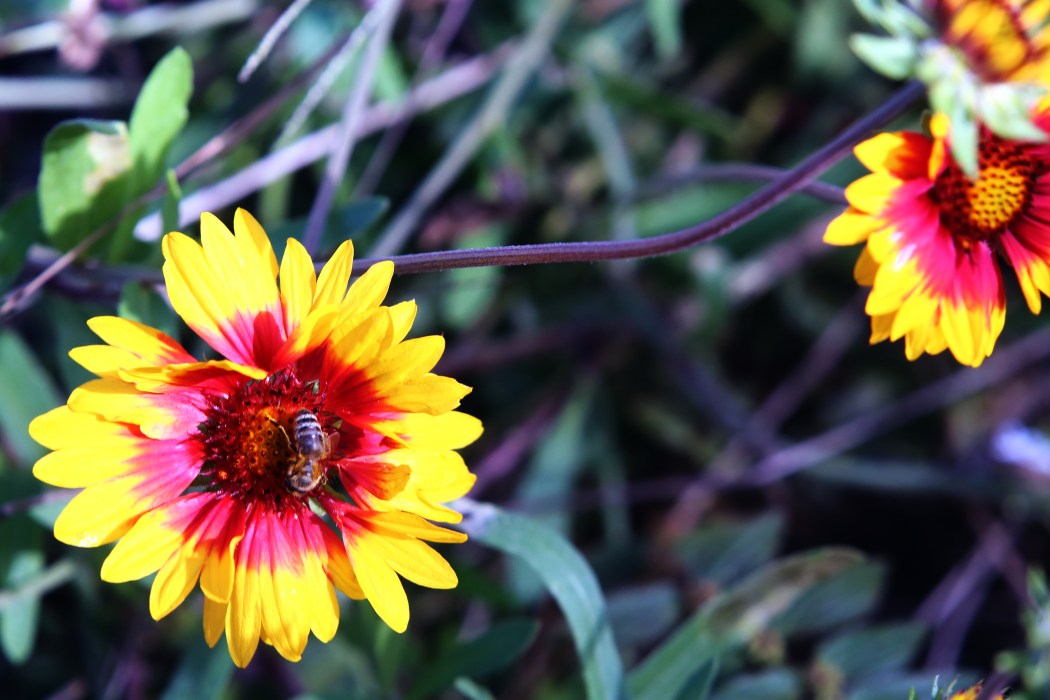 Tropical flowers,  We went during their winter so I would imagine the island simply shines with flowers at different times of the year