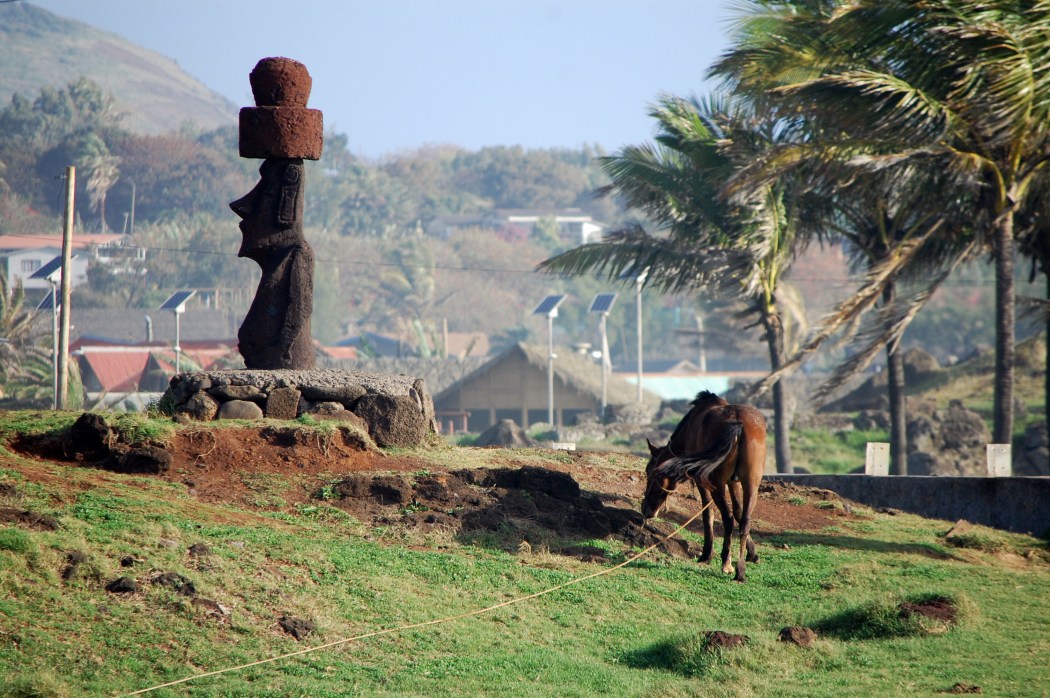 Lots and Lots of Horses on the island.  The islanders have been trying to control their population using native poisonous bushes 