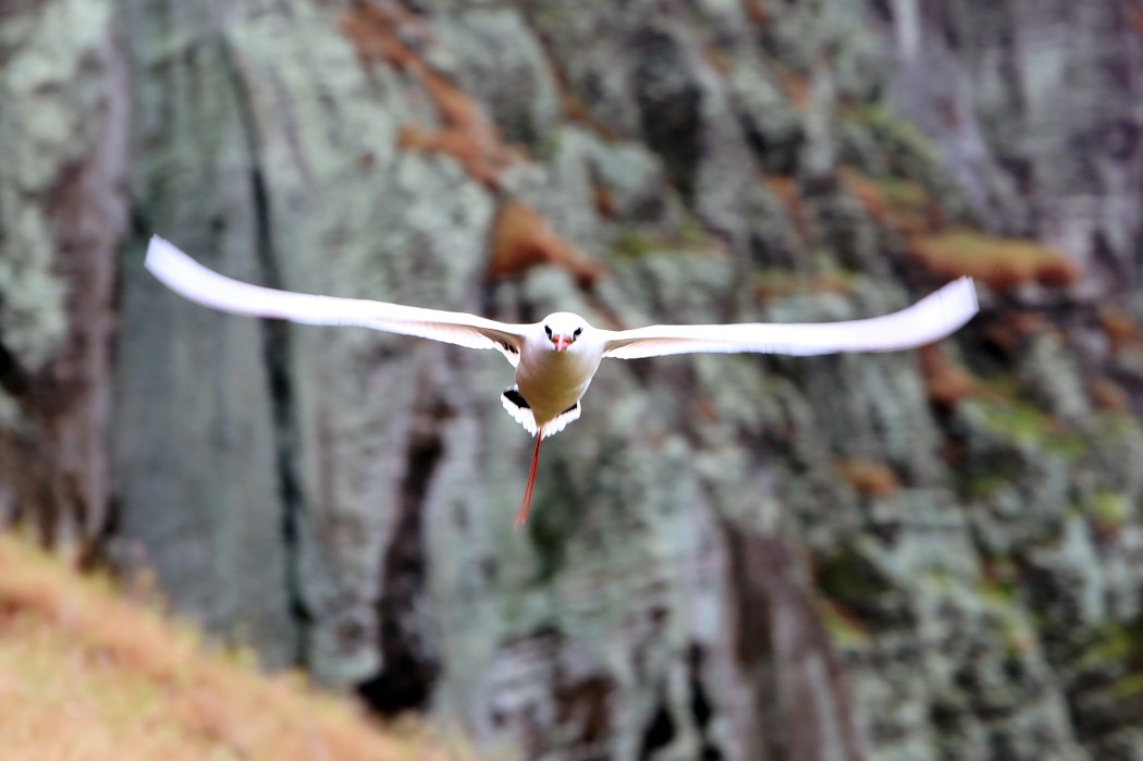 Birds fly amongst the rocks