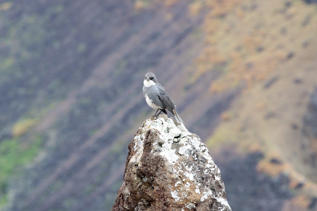 A bird perches itself on the edge of the crater