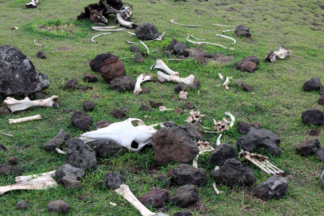 Remains of an animal.  The sights and smells of decomposing livestock gave us a feel for the rustic nature of the landscape.  