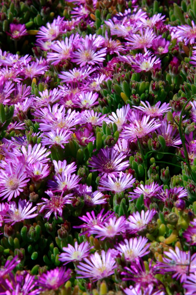 More bright flowers, Cachagua Beach
