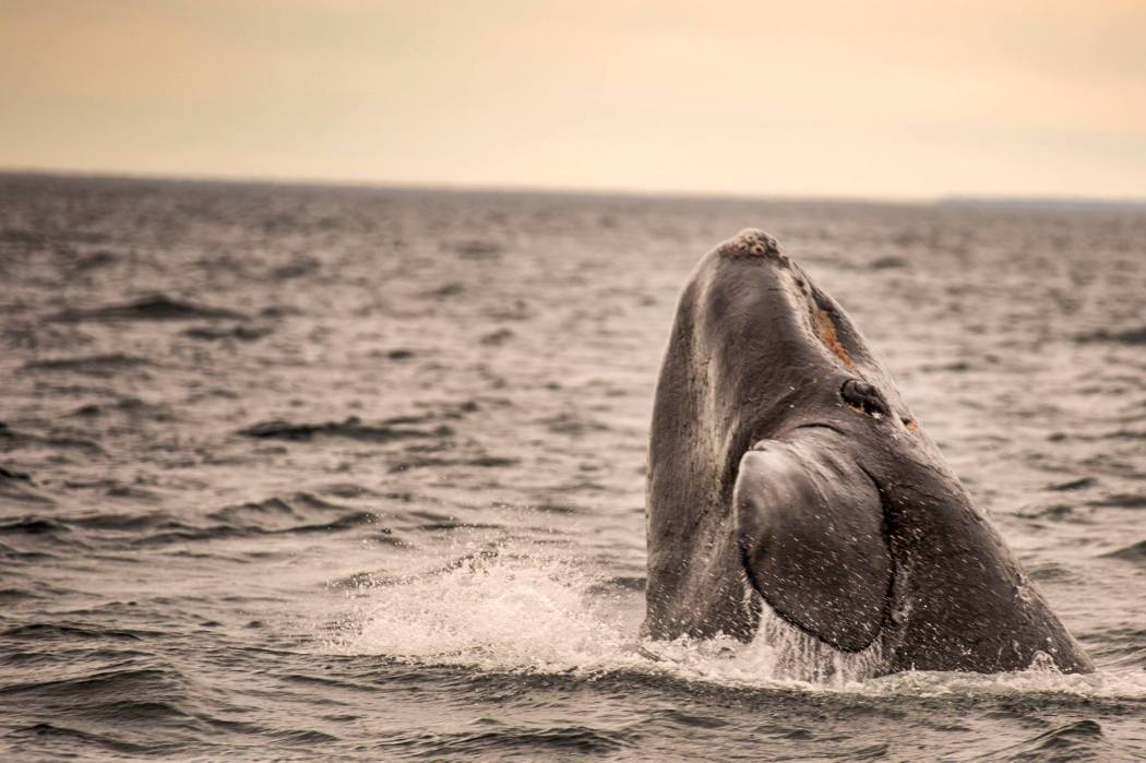 13112952_10157349746130161_5313580214442216926_o