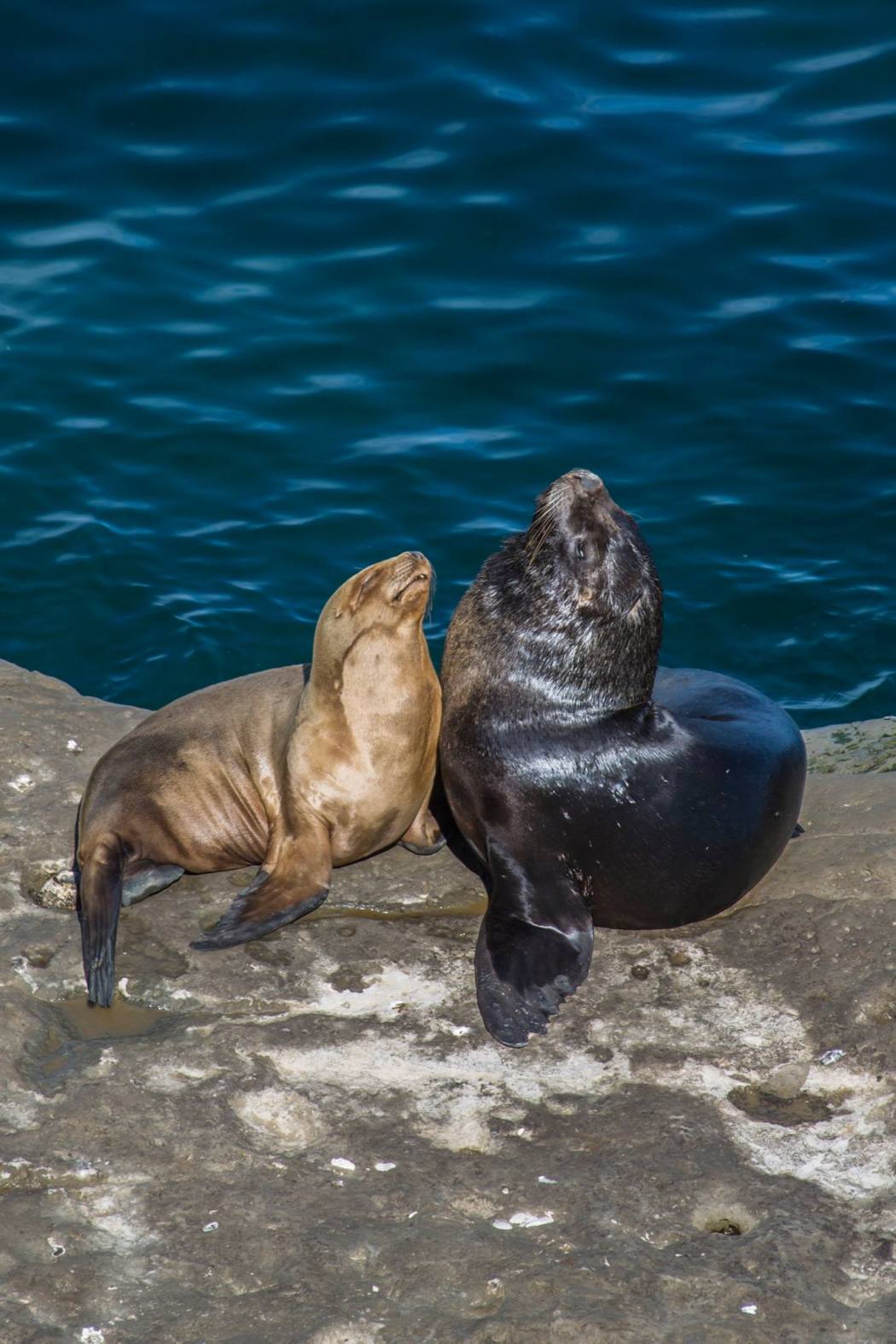 14380087_10157357288555161_3341629983088724406_o