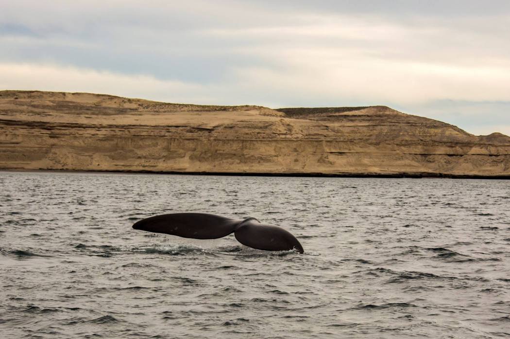 14424963_10157349745425161_5924469408588233371_o